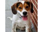 Adopt Rory a Brown/Chocolate - with White Beagle / Mixed Breed (Medium) dog in