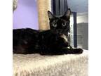 Adopt Myrtle a All Black Domestic Shorthair / Mixed cat in Gainesville