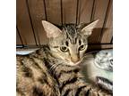 Adopt Sage a Brown or Chocolate American Shorthair / Mixed cat in Helotes