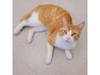 Adopt Klondike a Orange or Red Domestic Shorthair / Mixed cat in East