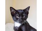 Adopt Montana a All Black Domestic Mediumhair / Mixed cat in Morgan Hill