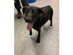 Adopt Pamela a Black Labrador Retriever / Mixed dog in New Bern, NC (38569362)