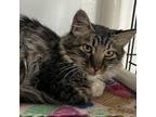 Adopt Arterius a Brown or Chocolate Domestic Longhair / Mixed cat in Kanab