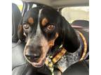 Adopt Regan a Black - with White Bluetick Coonhound / Mixed dog in Barre