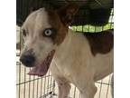 Adopt Ace a White - with Tan, Yellow or Fawn Mixed Breed (Small) / Mixed dog in