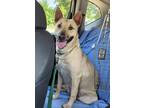 Adopt Cher a Tan/Yellow/Fawn Belgian Malinois / Mixed dog in Okemah