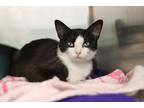 Adopt Moblin a Black & White or Tuxedo Domestic Shorthair (short coat) cat in