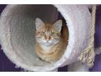 Adopt Truvy a Orange or Red (Mostly) Domestic Shorthair (short coat) cat in