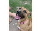 Adopt Credence a Brown/Chocolate - with Black American Pit Bull Terrier /