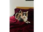 Adopt Maya a Calico or Dilute Calico Domestic Shorthair (short coat) cat in New