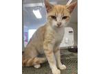 Adopt Zoe - Stratford a Orange or Red Domestic Shorthair / Domestic Shorthair /