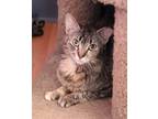Adopt M'Lynn a Brown Tabby Domestic Shorthair (short coat) cat in House Springs