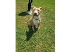 Adopt Cupcake a Tan/Yellow/Fawn - with White American Pit Bull Terrier / Mixed