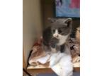 Adopt Aster a Gray or Blue Domestic Shorthair / Domestic Shorthair / Mixed cat