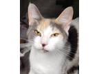 Adopt June a White Domestic Shorthair / Domestic Shorthair / Mixed cat in