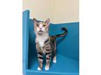 Adopt Mochi a Gray or Blue Domestic Shorthair / Domestic Shorthair / Mixed cat