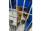 Adopt layah a Brindle Mixed Breed (Medium) dog in Whiteville, NC (38567676)