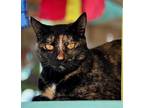 Adopt Dapple a All Black Domestic Shorthair / Domestic Shorthair / Mixed cat in
