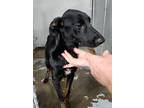 Adopt Steve a Black Mixed Breed (Large) / Mixed dog in Savannah, TN (38567276)