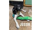 Adopt Jessie ka a Black - with White Labrador Retriever / Terrier (Unknown Type