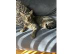 Adopt Theo a Gray, Blue or Silver Tabby Domestic Shorthair / Mixed (short coat)