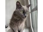 Adopt Pixie Puff a Gray or Blue Domestic Shorthair / Mixed cat in Howard Beach