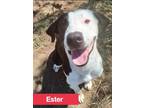 Adopt Ester a Black American Pit Bull Terrier / Border Collie / Mixed dog in