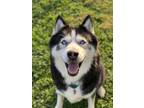 Adopt Zeke a Black - with White Siberian Husky / Mixed dog in Brunswick