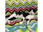 Adopt Sae a Black & White or Tuxedo Domestic Shorthair (short coat) cat in