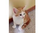Adopt Rusty a Orange or Red Domestic Shorthair (short coat) cat in Canton