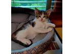 Adopt Winnie a Brown Tabby Domestic Shorthair (short coat) cat in Canton
