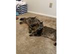 Adopt Zhongli and Posy a Brown Tabby Domestic Mediumhair / Mixed cat in