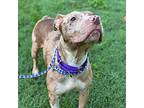 Adopt Dolce a Merle American Pit Bull Terrier / Mixed dog in Burlington