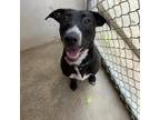 Adopt GODIVA a Black Labrador Retriever / Mixed dog in Kyle, TX (38561328)