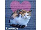 Adopt Lewonda a Domestic Shorthair / Mixed (short coat) cat in Nashville