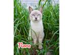 Adopt Nora a Siamese / Mixed (short coat) cat in Nashville, GA (38560681)