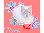Adopt Nora a Siamese / Mixed (short coat) cat in Nashville, GA (38560681)
