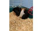 Adopt Celery a Calico Guinea Pig (short coat) small animal in Yorkville