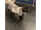Adopt Veronica a Black (Mostly) Domestic Longhair (long coat) cat in Pasadena