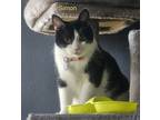 Adopt Simon (Jett) a Black & White or Tuxedo Domestic Shorthair (short coat) cat