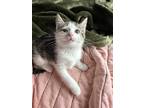Adopt Soup a Tiger Striped Domestic Shorthair (short coat) cat in Lincoln Park
