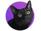 Adopt Crow a All Black Domestic Shorthair / Domestic Shorthair / Mixed cat in