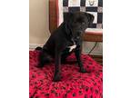 Adopt Charlie a Black Labrador Retriever / Mixed dog in Wichita Falls