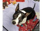 Adopt Lily a Black - with White American Pit Bull Terrier / Mixed dog in