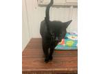 Adopt Ezzy a All Black Domestic Shorthair (short coat) cat in Pottsville