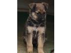 Adopt Molokai a Black - with Tan, Yellow or Fawn German Shepherd Dog / Mixed dog