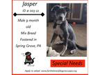 Adopt Jasper a Gray/Blue/Silver/Salt & Pepper German Shepherd Dog / American Pit