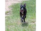 Adopt Harry a Brindle Hound (Unknown Type) / Labrador Retriever / Mixed dog in