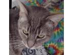 Adopt Sweeti Pi a Gray or Blue Domestic Shorthair / Mixed cat in Leesburg