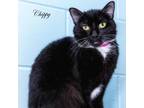 Adopt Chippy a All Black Domestic Shorthair / Mixed cat in Leesburg